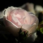 Ressentir l&rsquo;amour vibrer dans mon coeur